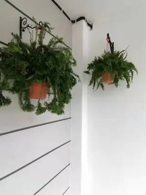 two potted plants are hanging on a wall at Cameron top31 golden hills night market homestay in Brinchang