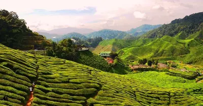 a view of a tea plantation in the mountains at Muslim Boutique Apartment with Balcony in Tanah Rata