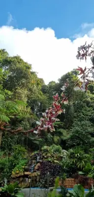 a tree with pink flowers in front of a mountain at Highlanders Garden Guesthouse at Arundina Cameron Highlands in Cameron Highlands