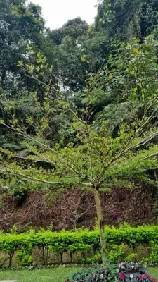 a tree in the middle of a garden with flowers at Highlanders Garden Guesthouse at Arundina Cameron Highlands in Cameron Highlands