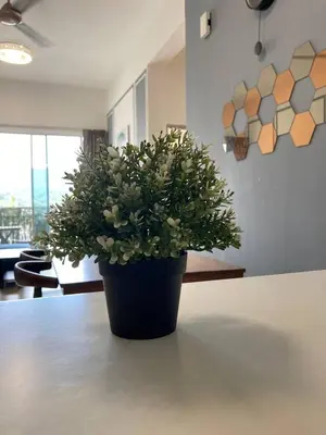 a potted plant sitting on top of a table at Fazlia Resthouse at Golden Hills Cameron Highlands near pasar malam in Tanah Rata
