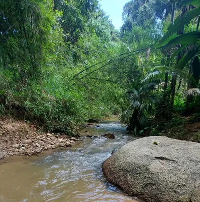 a stream in the middle of a forest at Hometostay Bokbak Kupang in Kampong Baubak
