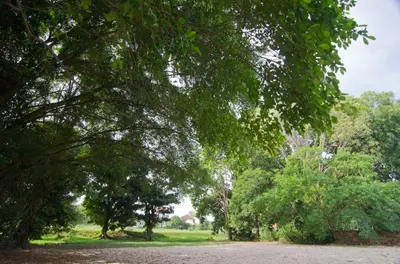 a group of trees in a park with a dirt road at MyDream Guest House in Ipoh