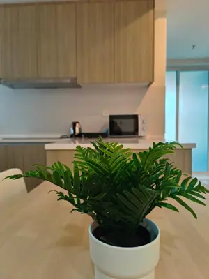 a green plant in a white pot in a kitchen at New Georgetown Tropical Macalister 218 Homestay 9pax to11pax HENG in George Town
