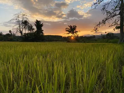 a field of grass with the sunset in the background at Tanah Merah Glamping Village (TMGV) in Kuala Kangsar