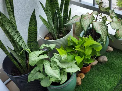 a group of plants in pots on a balcony at NORDIC SKYHOME Ipoh in Kampong Ulu Chepor