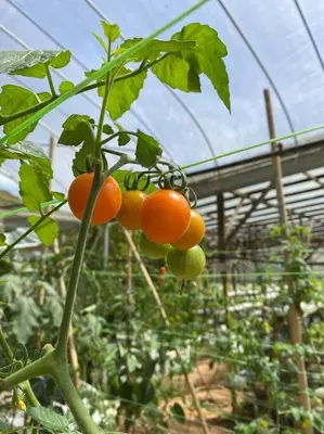 a bunch of tomatoes hanging from a plant at New Farmer Hut 1 in Brinchang
