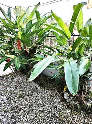 a group of plants in front of a fence at SUPER COMFY HOME @ KULIM CITY in Kulim