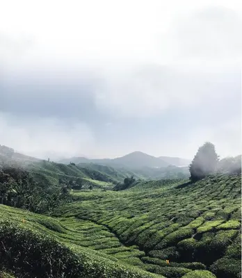 a field of tea plantations with mountains in the background at SPRINGHILL RESORT in Cameron Highlands