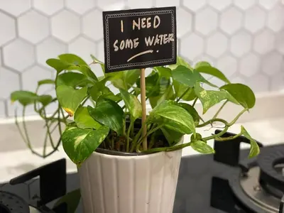 a plant in a white vase with a sign on it at M12 Homestay, Butterworth in Butterworth