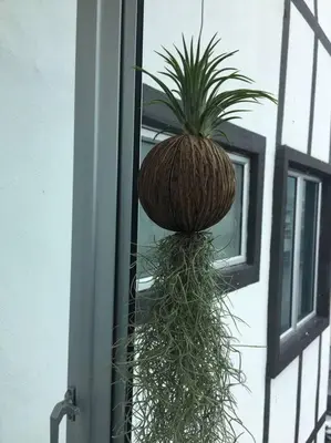 a potted plant on the side of a window at Cameron Hill Homestay in Tanah Rata