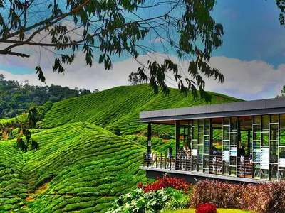 a tea plantation with a tea house on a hill at Aufa Homestay at Emerald Avenue Brinchang in Brinchang