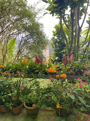 a garden filled with lots of plants and flowers at New Farmer Hut 2 in Brinchang