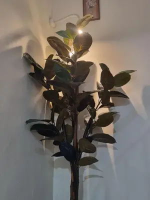 a plant in a vase in a room at HELLO HOMESTAY in Nibung Tebal