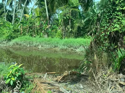 a body of water in the middle of a forest at D’baroh Homestay in Kampong Tanjong Karang